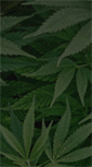 Mobile Screenshot of doctorsativa.com