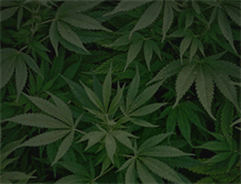 Tablet Screenshot of doctorsativa.com